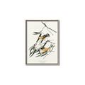 Picture of Two Yellow Warbler Birds _GroupedProduct_Rectangle_Portrait_Canvas_Framed_