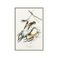 Picture of Two Yellow Warbler Birds _GroupedProduct_Rectangle_Portrait_Canvas_Framed_