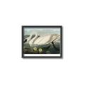 Picture of Vintage Floating White Swan _GroupedProduct_Rectangle_Landscape_Canvas_Framed_