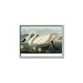 Picture of Vintage Floating White Swan _GroupedProduct_Rectangle_Landscape_Canvas_Framed_