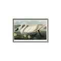 Picture of Vintage Floating White Swan _GroupedProduct_Rectangle_Landscape_Canvas_Framed_