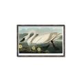 Picture of Vintage Floating White Swan _GroupedProduct_Rectangle_Landscape_Canvas_Framed_