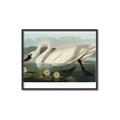 Picture of Vintage Floating White Swan _GroupedProduct_Rectangle_Landscape_Canvas_Framed_