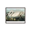 Picture of Vintage Floating White Swan _GroupedProduct_Rectangle_Landscape_Canvas_Framed_