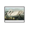Picture of Vintage Floating White Swan _GroupedProduct_Rectangle_Landscape_Canvas_Framed_