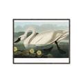 Picture of Vintage Floating White Swan _GroupedProduct_Rectangle_Landscape_Canvas_Framed_