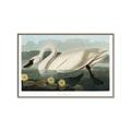 Picture of Vintage Floating White Swan _GroupedProduct_Rectangle_Landscape_Canvas_Framed_