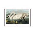 Picture of Vintage Floating White Swan _GroupedProduct_Rectangle_Landscape_Canvas_Framed_
