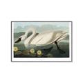 Picture of Vintage Floating White Swan _GroupedProduct_Rectangle_Landscape_Canvas_Framed_