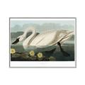 Picture of Vintage Floating White Swan _GroupedProduct_Rectangle_Landscape_Canvas_Framed_