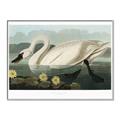 Picture of Vintage Floating White Swan _GroupedProduct_Rectangle_Landscape_Canvas_Framed_