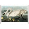 Picture of Vintage Floating White Swan _GroupedProduct_Rectangle_Landscape_Canvas_Framed_