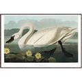 Picture of Vintage Floating White Swan _GroupedProduct_Rectangle_Landscape_Canvas_Framed_