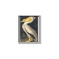 Picture of Vintage White Pelican _GroupedProduct_Rectangle_Portrait_Canvas_Framed_