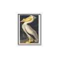 Picture of Vintage White Pelican _GroupedProduct_Rectangle_Portrait_Canvas_Framed_