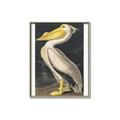 Picture of Vintage White Pelican _GroupedProduct_Rectangle_Portrait_Canvas_Framed_