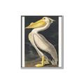 Picture of Vintage White Pelican _GroupedProduct_Rectangle_Portrait_Canvas_Framed_