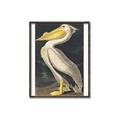 Picture of Vintage White Pelican _GroupedProduct_Rectangle_Portrait_Canvas_Framed_