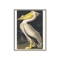 Picture of Vintage White Pelican _GroupedProduct_Rectangle_Portrait_Canvas_Framed_