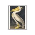 Picture of Vintage White Pelican _GroupedProduct_Rectangle_Portrait_Canvas_Framed_