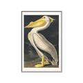 Picture of Vintage White Pelican _GroupedProduct_Rectangle_Portrait_Canvas_Framed_
