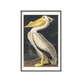 Picture of Vintage White Pelican _GroupedProduct_Rectangle_Portrait_Canvas_Framed_