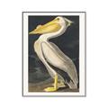 Picture of Vintage White Pelican _GroupedProduct_Rectangle_Portrait_Canvas_Framed_