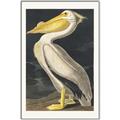 Picture of Vintage White Pelican _GroupedProduct_Rectangle_Portrait_Canvas_Framed_