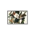 Picture of Black Billed Cuckoo Bird _GroupedProduct_Rectangle_Landscape_Canvas_Framed_