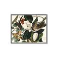 Picture of Black Billed Cuckoo Bird _GroupedProduct_Rectangle_Landscape_Canvas_Framed_