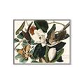 Picture of Black Billed Cuckoo Bird _GroupedProduct_Rectangle_Landscape_Canvas_Framed_