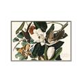 Picture of Black Billed Cuckoo Bird _GroupedProduct_Rectangle_Landscape_Canvas_Framed_