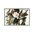 Picture of Black Billed Cuckoo Bird _GroupedProduct_Rectangle_Landscape_Canvas_Framed_