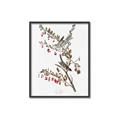 Picture of Vintage Tree Sparrow _GroupedProduct_Rectangle_Portrait_Canvas_Framed_
