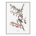 Picture of Vintage Tree Sparrow _GroupedProduct_Rectangle_Portrait_Canvas_Framed_