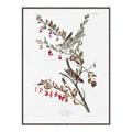 Picture of Vintage Tree Sparrow _GroupedProduct_Rectangle_Portrait_Canvas_Framed_