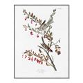 Picture of Vintage Tree Sparrow _GroupedProduct_Rectangle_Portrait_Canvas_Framed_