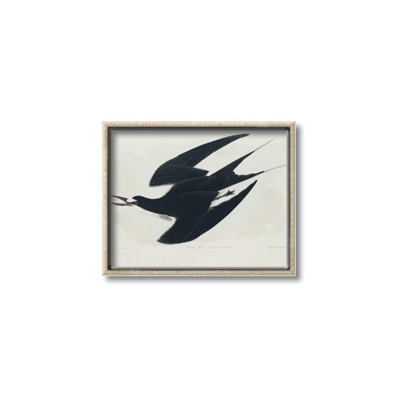 Picture of Vintage Black Sooty Tern _GroupedProduct_Rectangle_Landscape_Canvas_Framed_