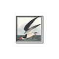 Picture of Black Skimmer From Birds of America (1827) _GroupedProduct_Square_Canvas_Framed_