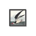 Picture of Black Skimmer From Birds of America (1827) _GroupedProduct_Square_Canvas_Framed_