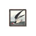Picture of Black Skimmer From Birds of America (1827) _GroupedProduct_Square_Canvas_Framed_