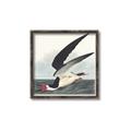 Picture of Black Skimmer From Birds of America (1827) _GroupedProduct_Square_Canvas_Framed_