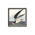 Picture of Black Skimmer From Birds of America (1827) _GroupedProduct_Square_Canvas_Framed_