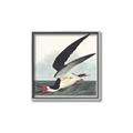Picture of Black Skimmer From Birds of America (1827) _GroupedProduct_Square_Canvas_Framed_