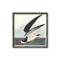 Picture of Black Skimmer From Birds of America (1827) _GroupedProduct_Square_Canvas_Framed_