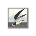Picture of Black Skimmer From Birds of America (1827) _GroupedProduct_Square_Canvas_Framed_