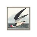 Picture of Black Skimmer From Birds of America (1827) _GroupedProduct_Square_Canvas_Framed_