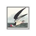 Picture of Black Skimmer From Birds of America (1827) _GroupedProduct_Square_Canvas_Framed_