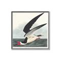 Picture of Black Skimmer From Birds of America (1827) _GroupedProduct_Square_Canvas_Framed_
