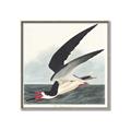 Picture of Black Skimmer From Birds of America (1827) _GroupedProduct_Square_Canvas_Framed_